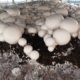 CHG sciencefocus mushroom 1